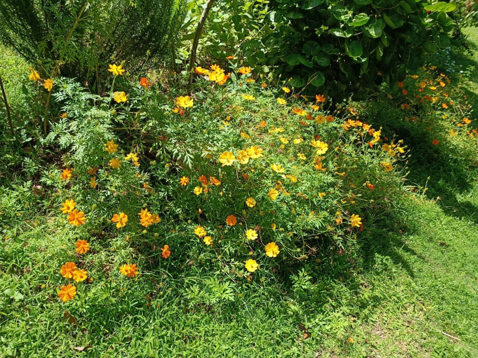 Les Gites Du Sud - O Naturel Gourbeyre Oda fotoğraf