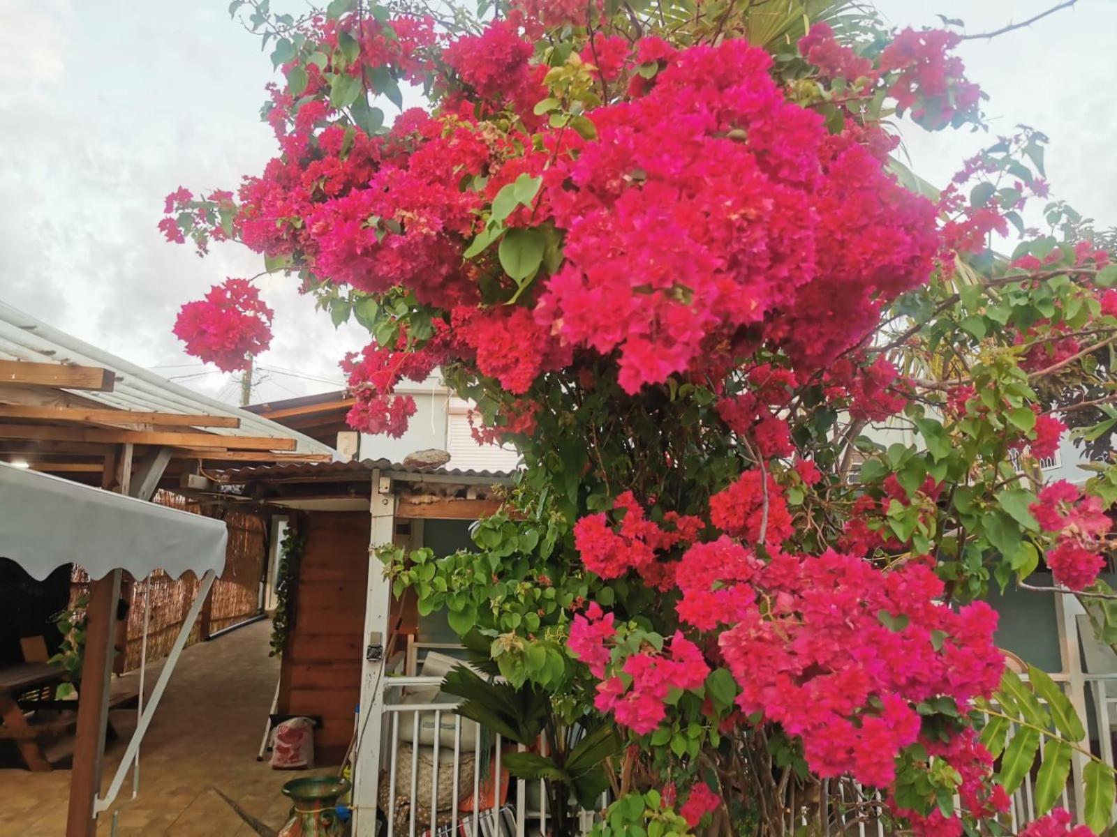 Les Gites Du Sud - O Naturel Gourbeyre Dış mekan fotoğraf
